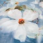 Tkanina wiskoza w duże białe kwiaty, błękity